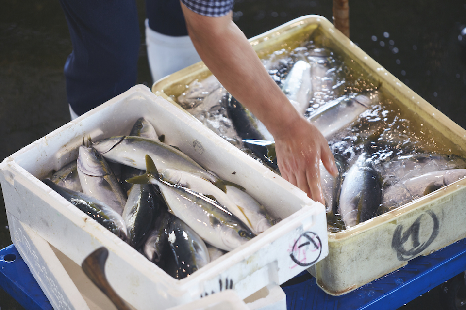 寒ブリを呼びこむ天の恵み 越中式定置網漁 と氷見の魚が美味しい理由